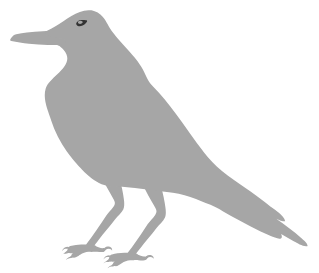 Grey Crow